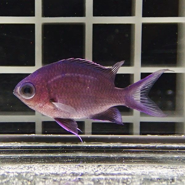 シロボシスズメダイ幼魚 3-4cm±! 海水魚 スズメダイ 15時までのご注文で...
