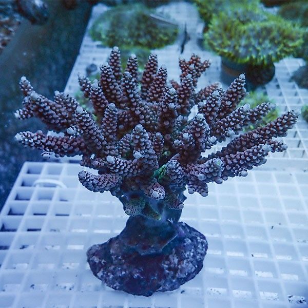 【サンゴ現物3】ブリードミドリイシ !15時までのご注文で当日発送 【ミ...