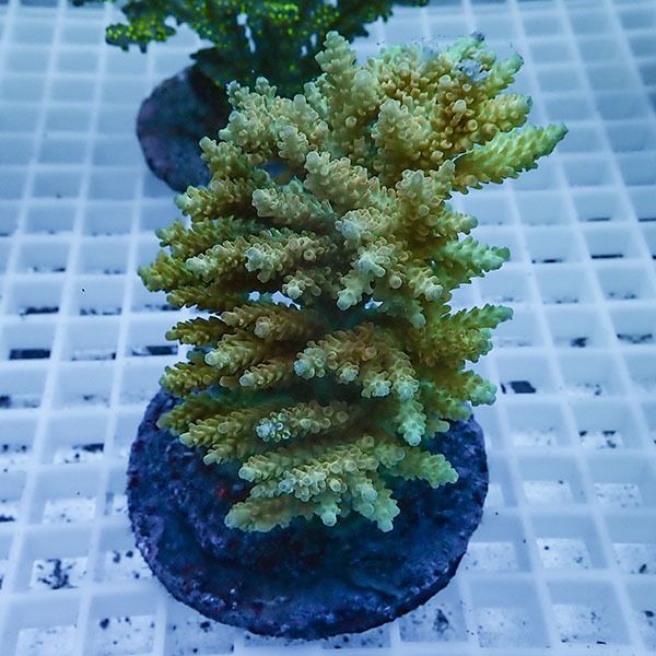 【サンゴ現物15】ブリードミドリイシ !15時までのご注文で当日発送 【ミ...