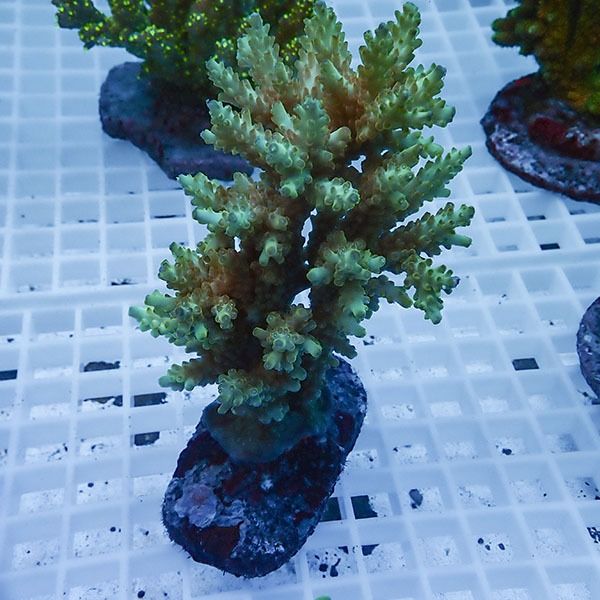 【サンゴ現物18】ブリードミドリイシ !15時までのご注文で当日発送 【ミ...