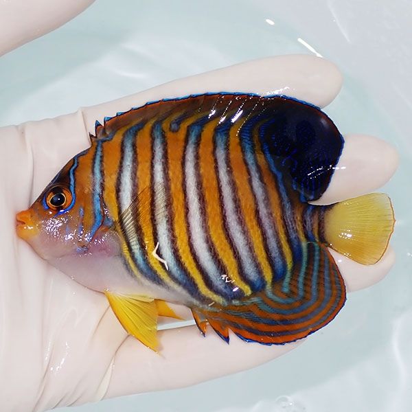 【現物1】ニシキヤッコ 10.5cm±!海水魚 ヤッコ15時までのご注文で当日発...