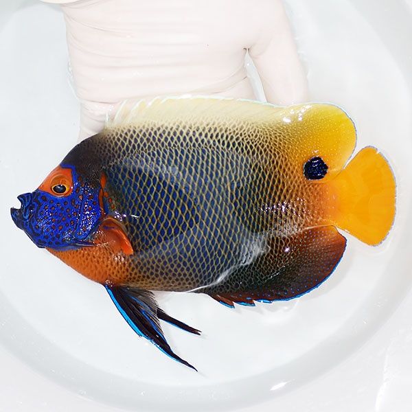 【現物3】 アデヤッコ 成魚 18.5cm±! 海水魚 ヤッコ(t111(t207