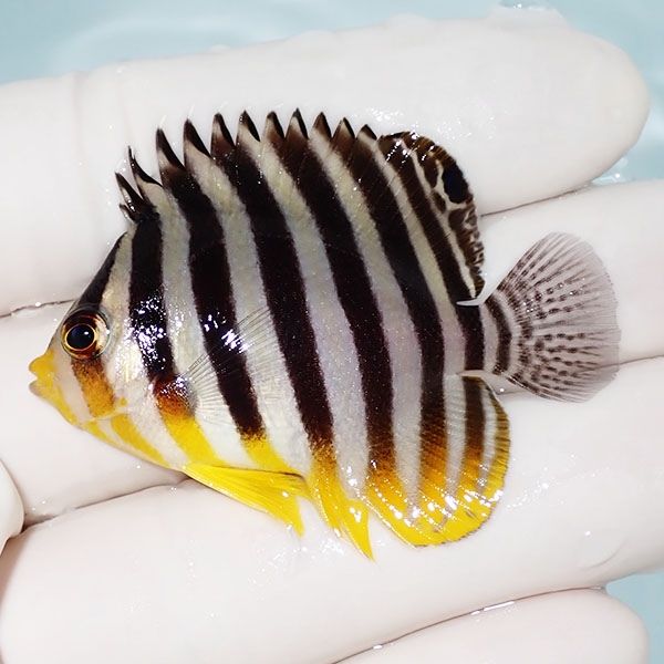 【現物27】シマヤッコ 5cm±! 海水魚 生体 15時までのご注文で当日発送(t...