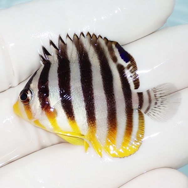 【現物28】シマヤッコ 4cm±! 海水魚 生体 15時までのご注文で当日発送(t...