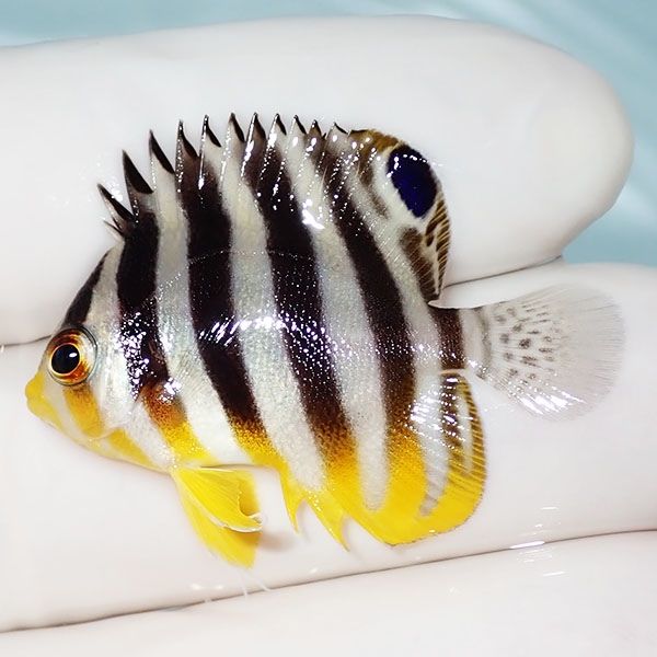 【現物29】シマヤッコ 3.5cm±! 海水魚 生体 15時までのご注文で当日発送...