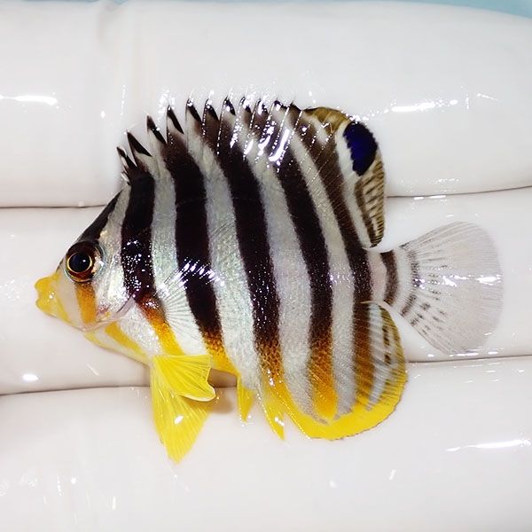 【現物31】シマヤッコ 4cm±! 海水魚 生体 15時までのご注文で当日発送(t...