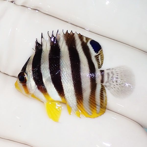 【現物32】シマヤッコ 3cm±! 海水魚 生体 15時までのご注文で当日発送(t...