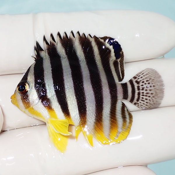 【現物33】シマヤッコ 5cm±! 海水魚 生体 15時までのご注文で当日発送(t...