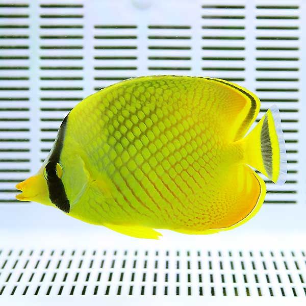 ★アミチョウ 3匹セット 5-7cm±! 海水魚 チョウチョウウオ 餌付け15時ま...