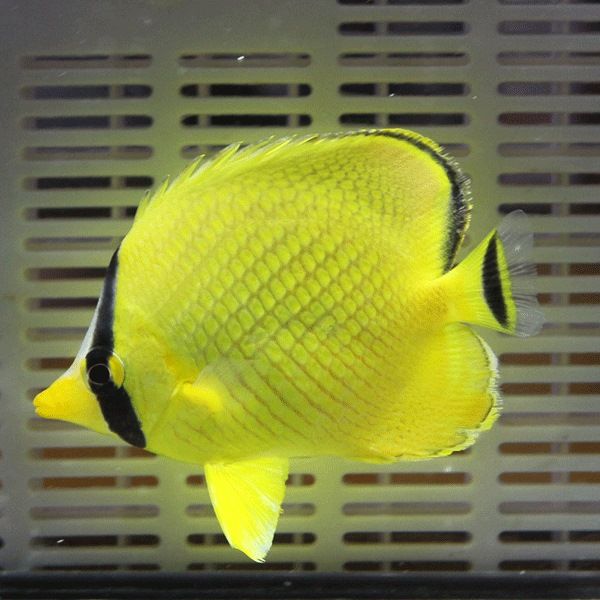 ★アミチョウ 4-6cm±! 海水魚 チョウチョウウオ 状態良好15時までのご注...