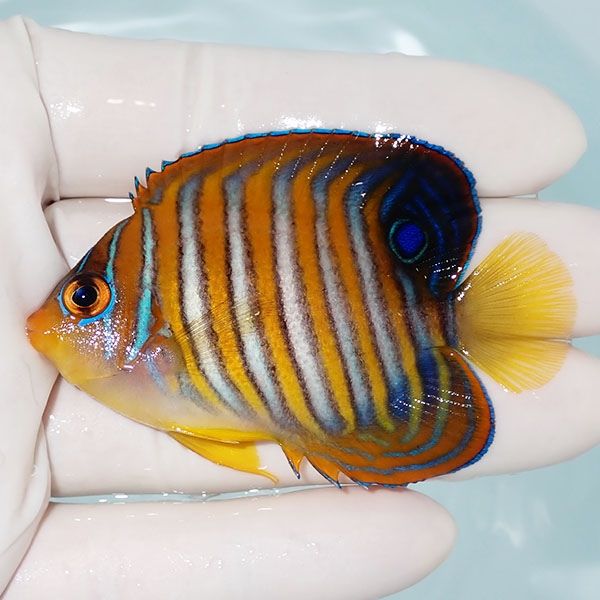 【現物3】ニシキヤッコ 7.5cm±!海水魚 ヤッコ15時までのご注文で当日発...