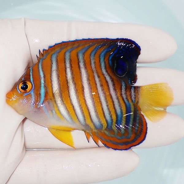 【現物4】ニシキヤッコ 7.5cm±!海水魚 ヤッコ15時までのご注文で当日発...