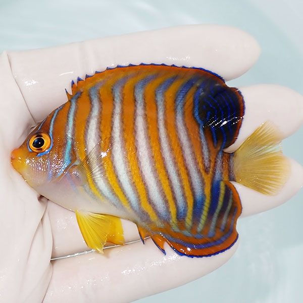 【現物5】ニシキヤッコ 8cm±!海水魚 ヤッコ15時までのご注文で当日発送(...