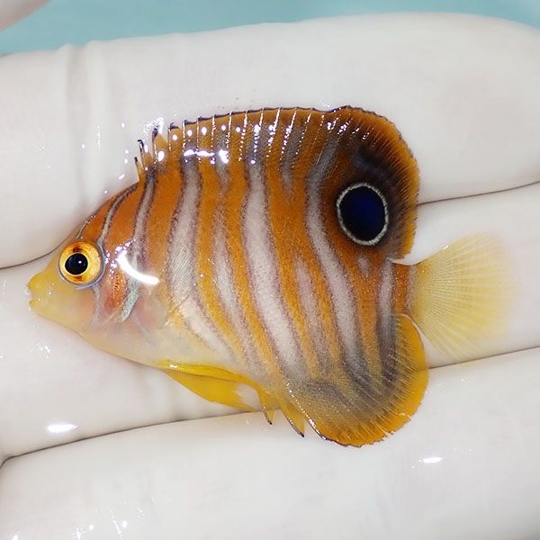 【現物6】ニシキヤッコ 4.5cm±!海水魚 ヤッコ15時までのご注文で当日発...