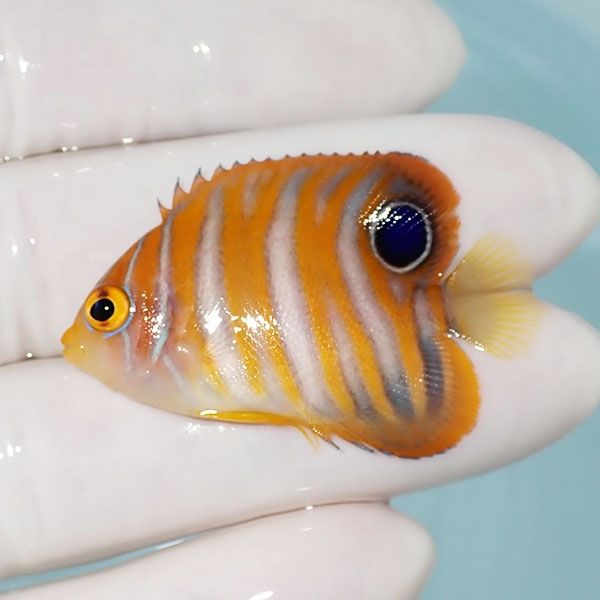 【現物7】ニシキヤッコ 4.3cm±!海水魚 ヤッコ15時までのご注文で当日発...