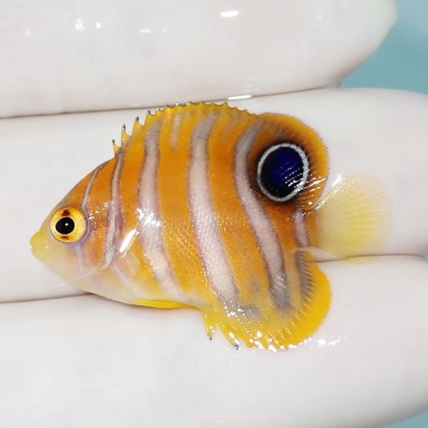 【現物9】ニシキヤッコ 3.5cm±!海水魚 ヤッコ15時までのご注文で当日発...