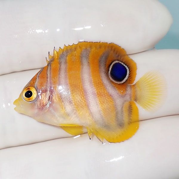 【現物10】ニシキヤッコ 3.5cm±!海水魚 ヤッコ15時までのご注文で当日発...