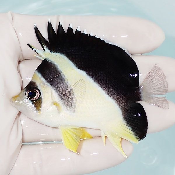 【現物3】バーゲスバタフライ 7cm±! 海水魚 チョウチョウウオ 15時まで...