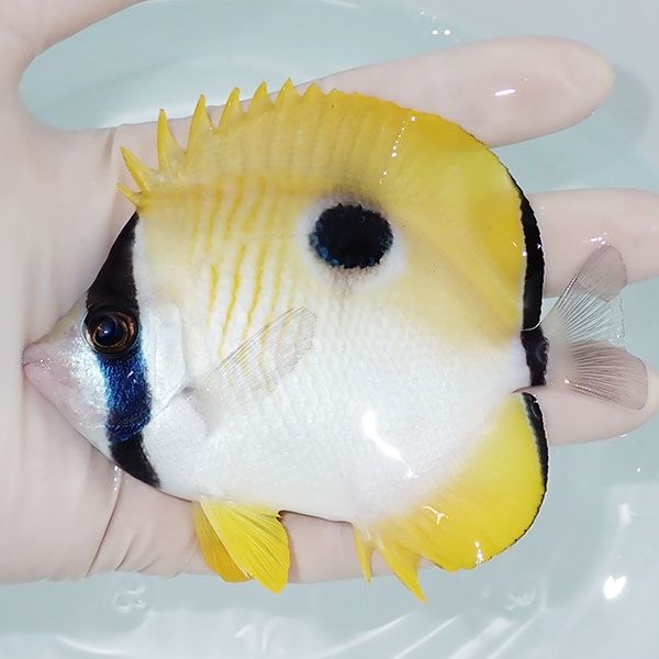 【現物1】イッテンチョウ 11cm±!海水魚 チョウチョウウオ 15時までのご...