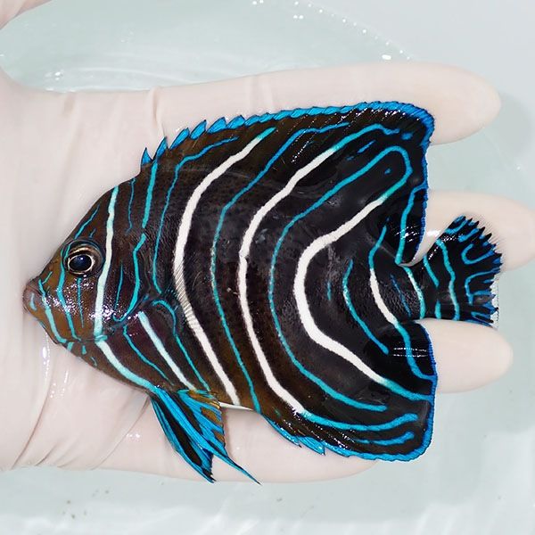 【現物1】サザナミヤッコ 10.5cm±!海水魚 ヤッコ 15時までのご注文で当...