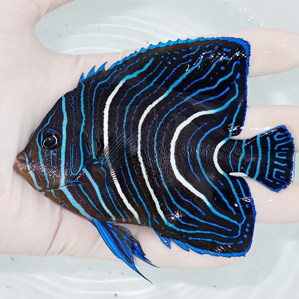 【現物2】サザナミヤッコ 11cm± !海水魚 生体 15時までのご注文で当日発...