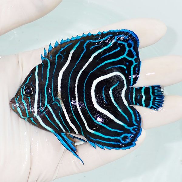 【現物3】サザナミヤッコ 9.5cm± !海水魚 生体 15時までのご注文で当日...