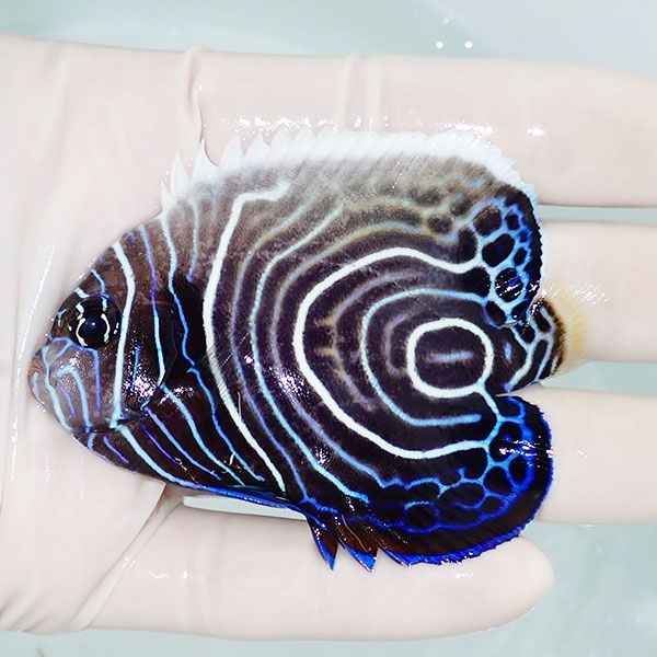 【現物4】ウズマキ（ウズキン） 7.5cm±! 海水魚 ヤッコ 15時までのご注...