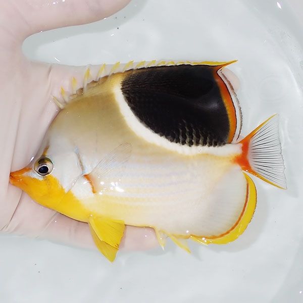 【現物】セグロチョウ 13cm±! 海水魚 チョウチョウウオ 15時までのご...