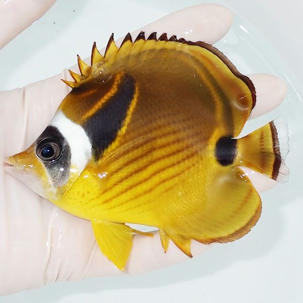 【現物3】チョウハン 12cm±!海水魚 チョウチョウウオ 15時までのご注文...