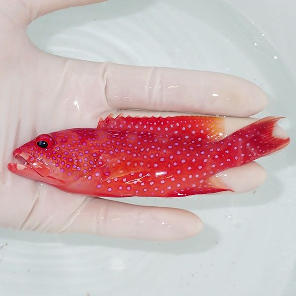【現物】オジロバラハタ 12cm± !ハタ 海水魚 生体 15時までのご注文で当...