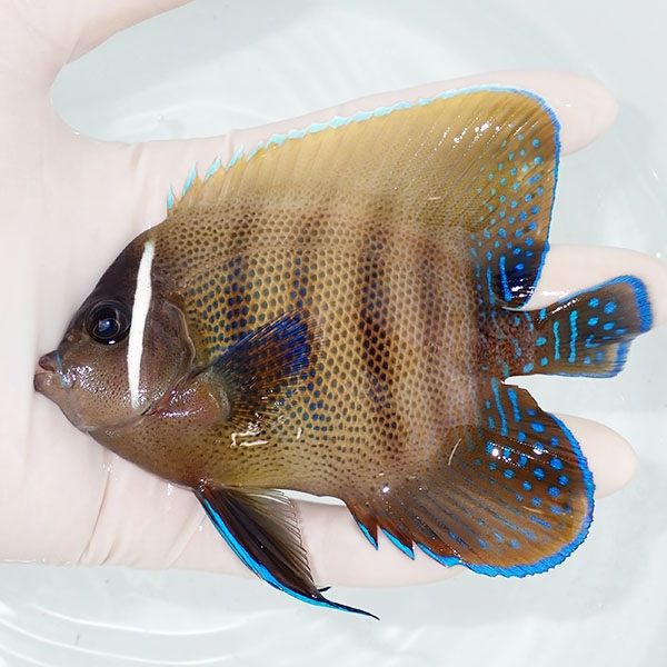 【現物3】ロクセンヤッコ 11.5cm± ! 海水魚 ヤッコ 15時までのご注文で...
