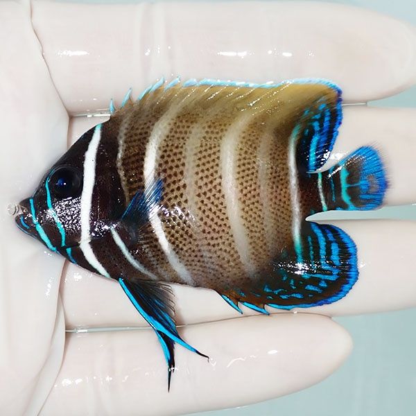 【現物1】ロクセンヤッコ 6.5cm± ! 海水魚 生体 15時までのご注文で当日...