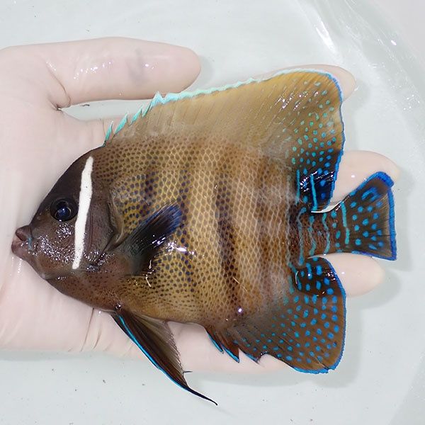 【現物2】ロクセンヤッコ 13.5cm± ! 海水魚 生体 15時までのご注文で当...