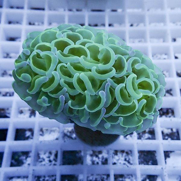 【サンゴ現物15】ナガレハナサンゴ フラグ!15時までのご注文で当日発送 ...