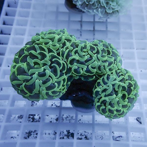 【サンゴ現物17】ナガレハナサンゴ!15時までのご注文で当日発送 【サン...