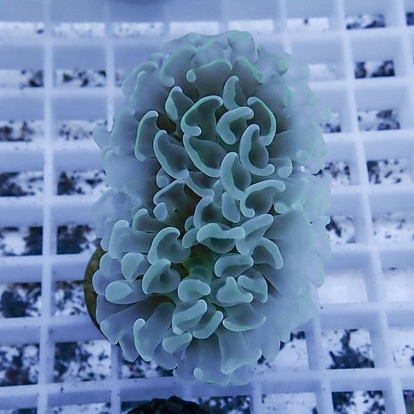 【サンゴ現物19】ナガレハナサンゴ フラグ!15時までのご注文で当日発送 ...