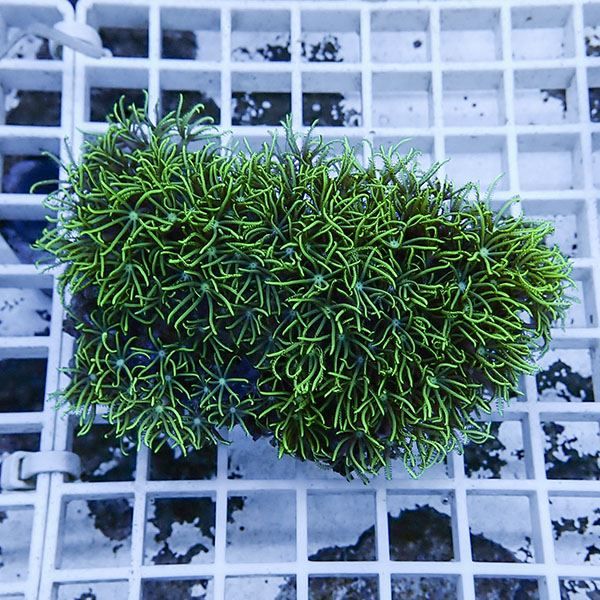 【サンゴ現物1】スターポリプ!15時までのご注文で当日発送 【サンゴ】(t221