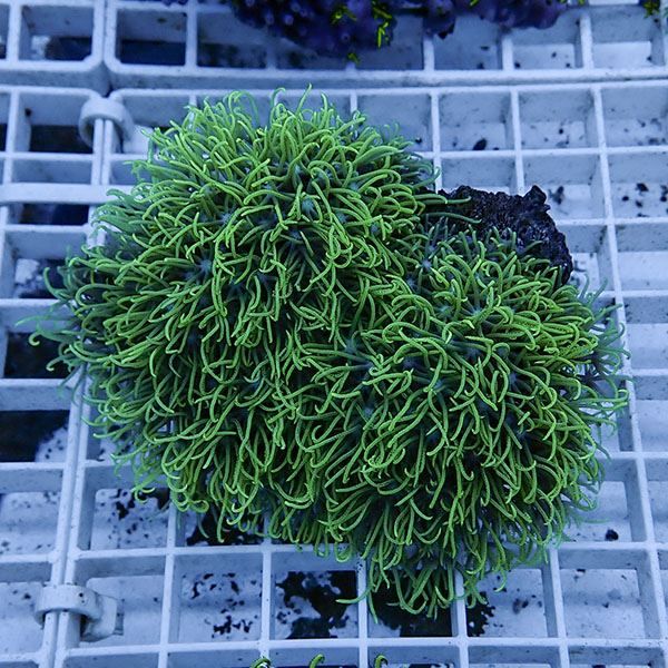 【サンゴ現物3】スターポリプ!15時までのご注文で当日発送 【サンゴ】(t221