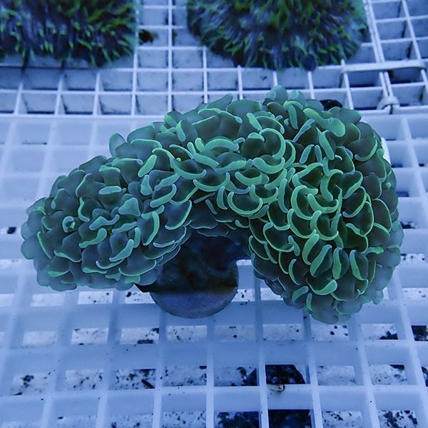 【サンゴ現物22】ナガレハナサンゴ フラグ!15時までのご注文で当日発送 ...