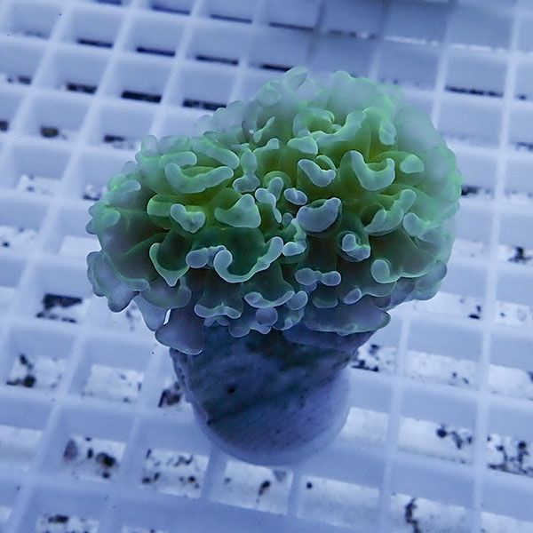 【サンゴ現物23】ナガレハナサンゴ フラグ!15時までのご注文で当日発送 ...