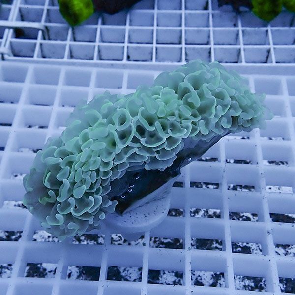 【サンゴ現物26】ナガレハナサンゴ!15時までのご注文で当日発送 【サン...