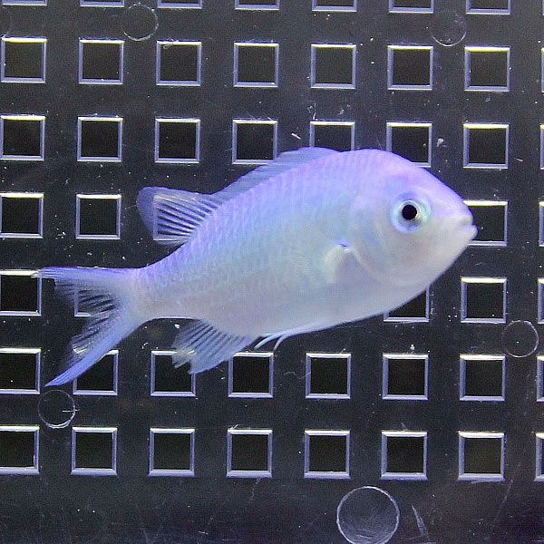 デバスズメダイ 3-4cm! 海水魚 スズメダイ 餌付け 15時までのご注文で...