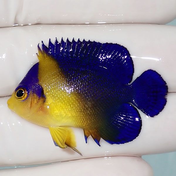 【現物7】sale スミレヤッコ 4cm±! 海水魚 ヤッコ 15時までのご注文で当...