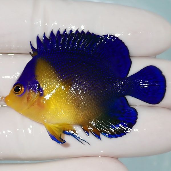 【現物9】sale スミレヤッコ 5.5cm±! 海水魚 ヤッコ 15時までのご注文で...