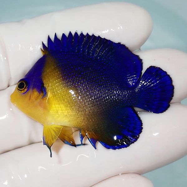 【現物8】sale スミレヤッコ 4.5cm±! 海水魚 ヤッコ 15時までのご注文で...