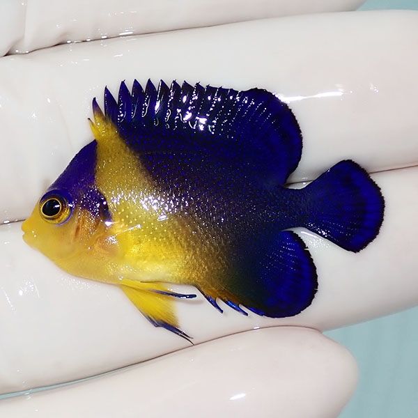 【現物17】sale スミレヤッコ 4cm±! 海水魚 ヤッコ 15時までのご注文で...