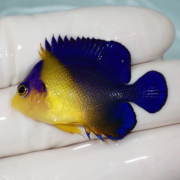 【現物4】sale スミレヤッコ 4cm±! 海水魚 ヤッコ 15時までのご注文で当...