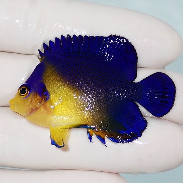 【現物1】sale スミレヤッコ 5cm±! 海水魚 ヤッコ 15時までのご注文で当...