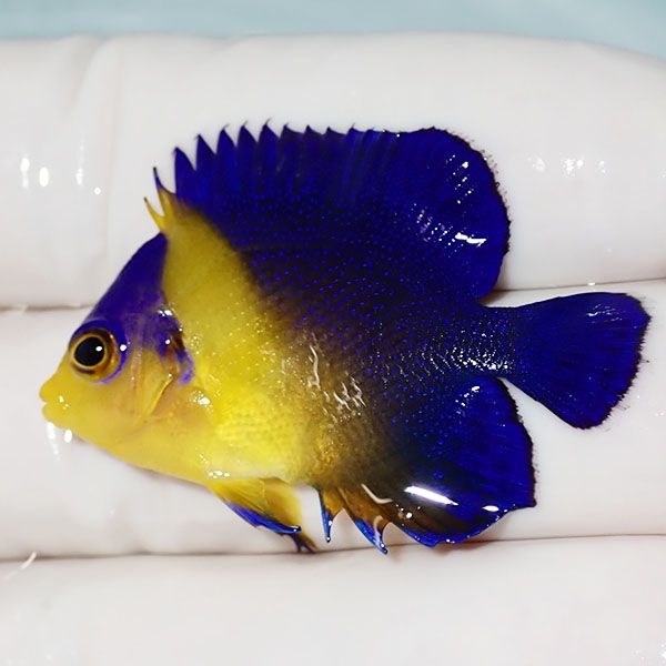【現物5】sale スミレヤッコ 4cm±! 海水魚 ヤッコ 15時までのご注文で当...