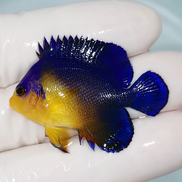 【現物6】sale スミレヤッコ 4cm±! 海水魚 ヤッコ 15時までのご注文で当...